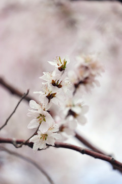 白花山碧桃