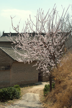 老杏树
