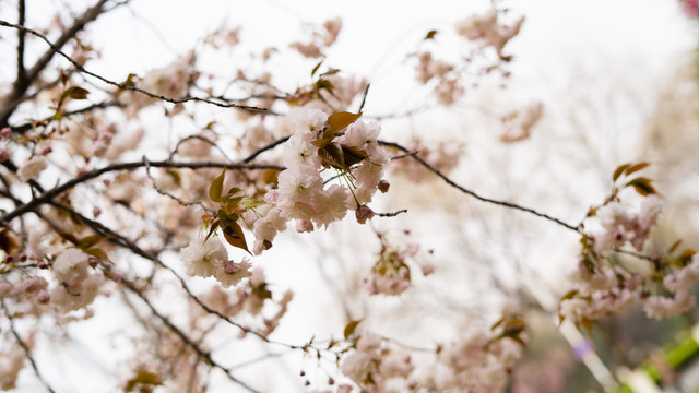 春天樱花杏花唯美粉色花朵