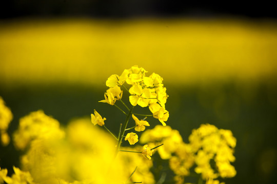 油菜花