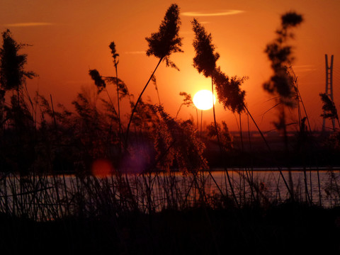 夕阳下的芦苇