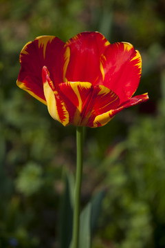 郁金香花
