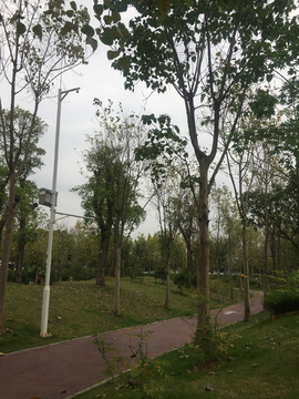公园人行道绿化景观