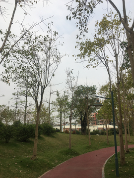 公园绿树与道路