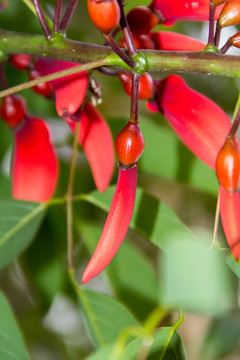 龙牙花