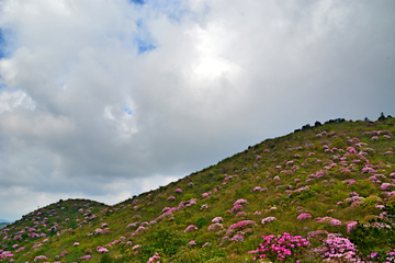 高山云锦杜鹃花海