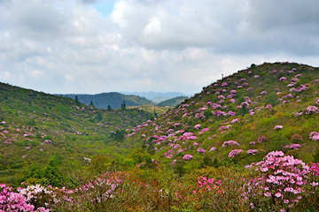 高山云锦杜鹃花海