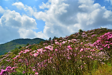 高山云锦杜鹃花海