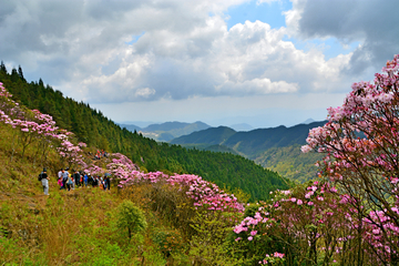 高山杜鹃花海