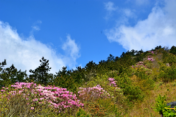 高山杜鹃花海