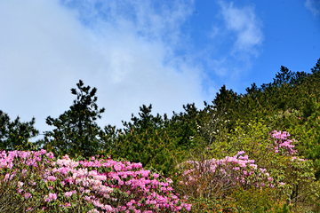 高山杜鹃花海