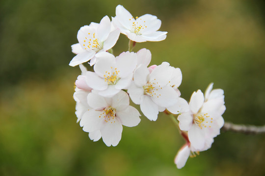 樱花