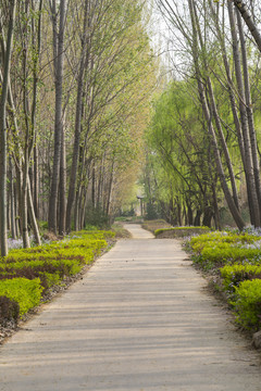 树林小路
