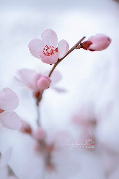 山桃花