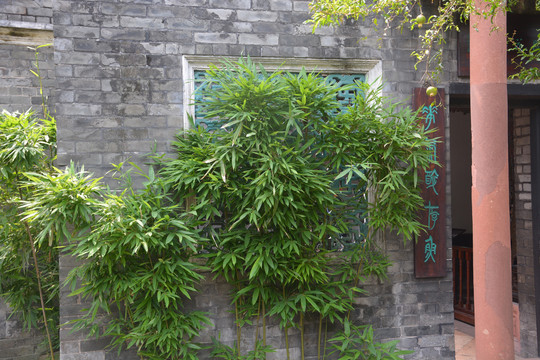 可园竹
