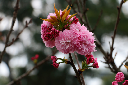 樱花