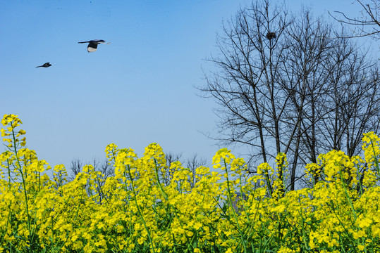 油菜花