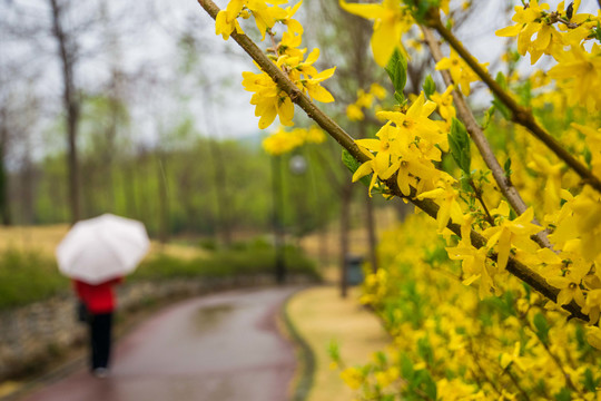 雨润春花分外美