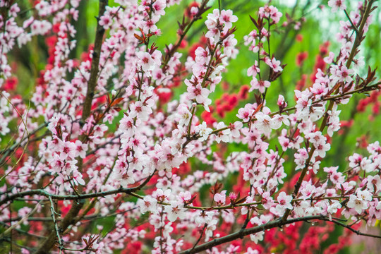 雨润春花分外美