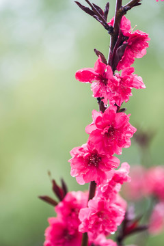 春雨润花