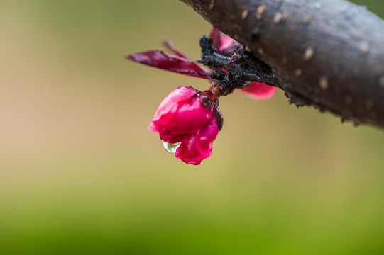 春雨润花