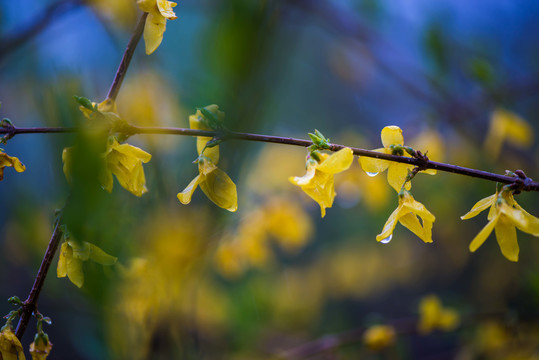 春雨润花