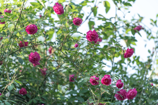 玫瑰花