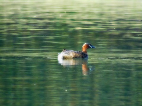 湖面中游玩的野鸭子一只鸳鸯