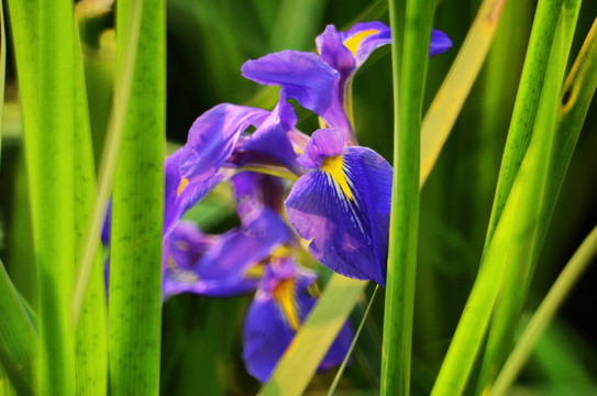 玉蝉花