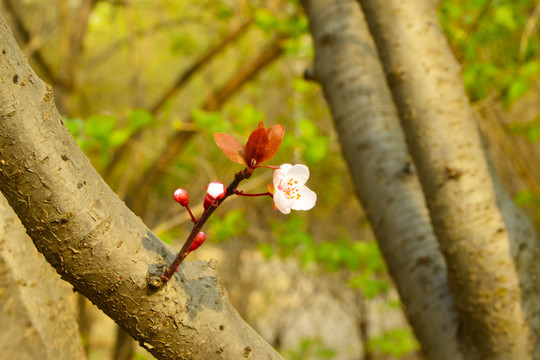 桃花