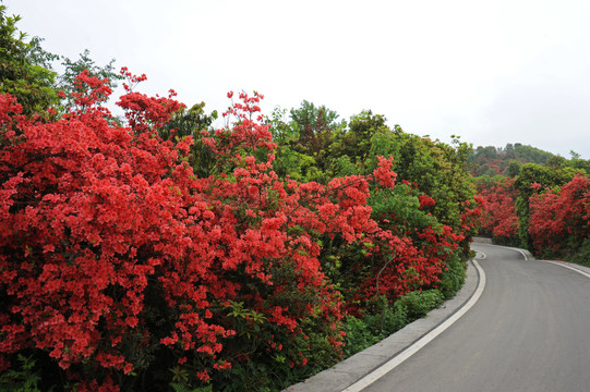 百里杜鹃映山红