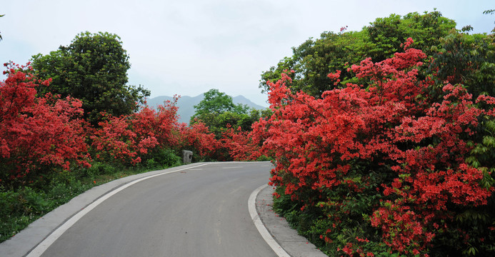 百里杜鹃映山红