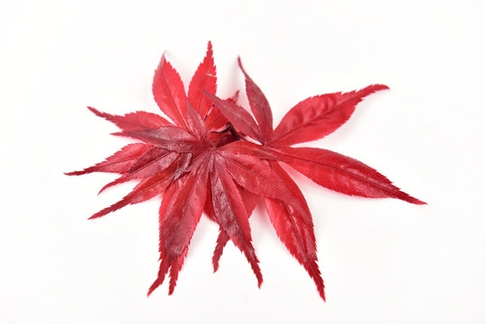 红色枫叶背景素材叶子纹理叶脉