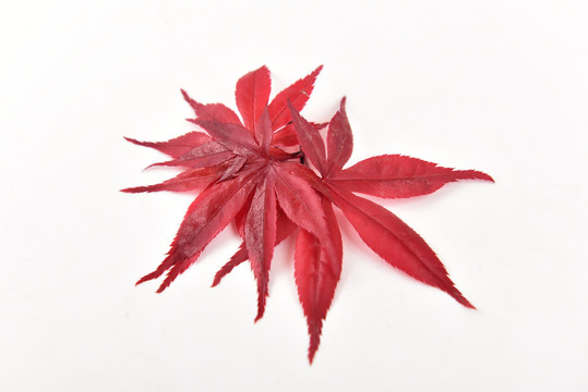 红色枫叶叶脉纹理