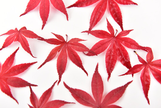 红色枫叶叶子叶子纹理