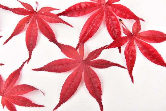 红色枫叶背景素材叶子纹理叶脉