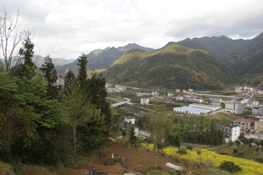 武陵山油菜花