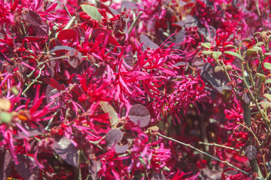红花檵木花丛