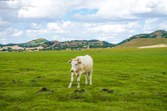 草原上的白牛