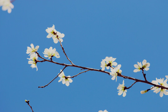 唯美山花