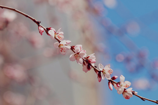 花团锦簇