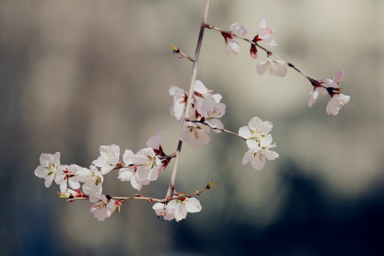 花团锦簇