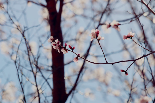 意境桃花