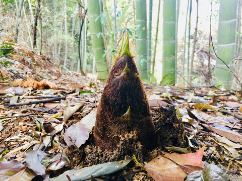 破土而出的春笋