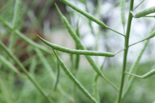 油菜籽