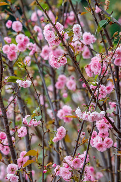 樱花