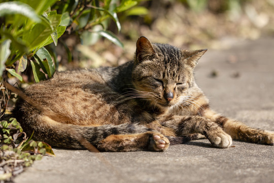 黑鼻子狸花猫睡姿