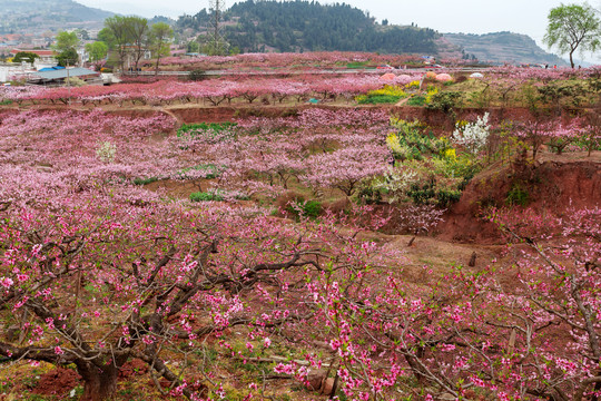 桃花林