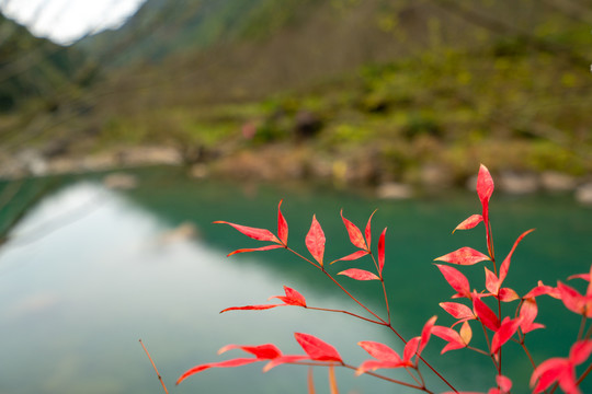 红叶背景