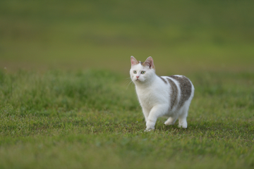 小猫咪